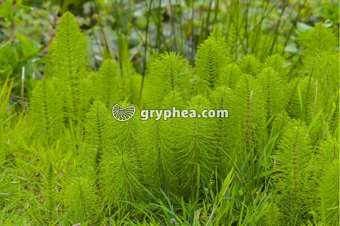 Grande prêle - axes chlorophylliens stériles (Equisetum telmateia) - gryphea.org